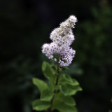 Unknown Pink Flower on Mountain Trail Above Sand Beach