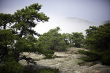 Mountain Trail Above Sand Beach in Fog