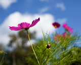 Cosmos and Sky #3