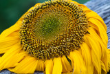 Sunflower 2009 #1