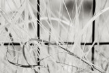 Grass by Garden Fence