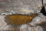 Leaf and Tidal Pool #5