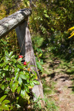 Red Berries at top of Steps