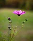 Backlit Cosmo, Back Yard