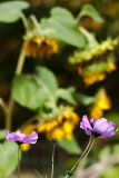 Cosmos with Sunflower Background