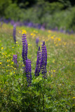Lupines with Yellow Hawkweed and Buttercups