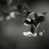 Small Flowers on Bush