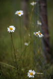 Daisies Hanging Out by the Garden Fence