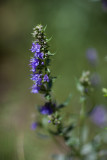 Hyssop #1