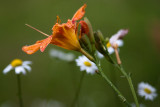 Day Lilies and Daisies #4