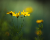 First Coreopsis 2010