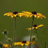 Black-eyed Susan #7