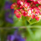 Tiny Red Flowers in Cordial Glass #3