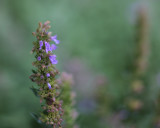 Something in the Herb Garden