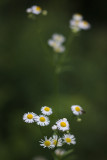 White Asters