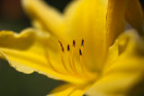 Yellow Lily Close-up