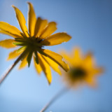 Black-eyed Susans from Below #1