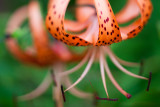 Tiger Lily Pair