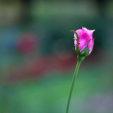 Pink Rose Close-up