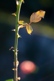 Rose Leaves