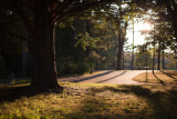 Childs Park Scene