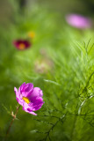 Late Afternoon Cosmos