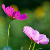 Cosmo Pair with Sunflowers in Background