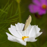 White Cosmo and Pink-edged Sulphur Butterfly #2