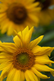 Foremost Sunflower #1