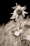Lone Sunflower IR