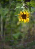 Imprisoned Sunflower