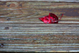 Red Leaf on Boards