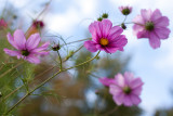 Cosmos Under Blue Sky #1