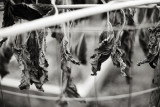 Leaves of Dead Sunflowers