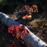 Backlit Young Foliage and Fallen Birch