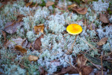 Yellow Fungus on Reindeer Moss