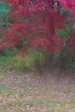 Through the Window on a Rainy Autumn Day #1