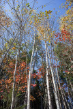 Stand of Birches