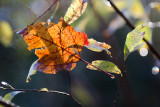 Backlit Fallen Leaf in Bush
