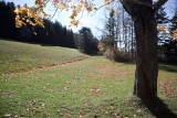 Tree by Boathouse Path