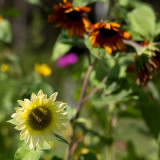 Pale Yellow Sunflower by Orange Trio