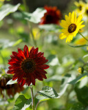 Backlit Red-Orange Sunflower