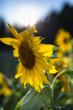 Sunflower Sunset