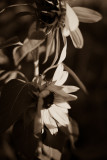 Shy Sunflower Dance