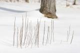 Winter Grass and Tree