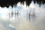 Reeds in Little Long Pond