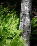 Tree and Ferns