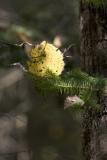 Aspen Leaf on Pine