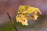 Last Yellow Leaf on Twig #1