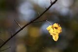 Last Yellow Leaf on Twig #2